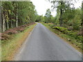 Woodland enclosed minor road heading in the direction of Balnascriten