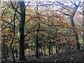 Autumn trees in Cobnar Wood