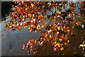 Acer leaves, Dawlish Water