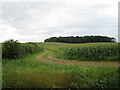 Field of maize and plantation near Aldwincle