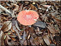 Fly agaric in Beech Wood near Groombridge