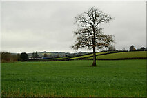 H6158 : Tree, Tullylinton by Kenneth  Allen
