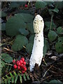 Hindhead - Mushroom