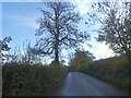 Leafless tree near Westown Farm