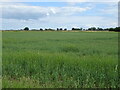 TF4052 : Crop field off  Wicken Lane, Old Leake by JThomas