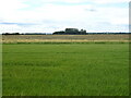 TF4055 : Crop field, East Fen by JThomas