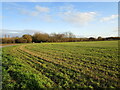 Stubble field near Five Acres