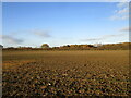 Prepared field near Fulbeck Grange