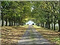 Avenue of autumn trees