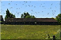 Top Hill Farm & a swarm of bees