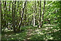 Tunbridge Wells Circular Walk, Beech Wood