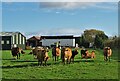 Cattle at Woodhouse Grange Farm, Belton