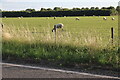 Sheep pasture by Bedford Road