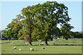 Farmland, Shirburn