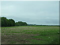 Crop field beside Belt Plantation