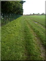 Fence and trees at Thurrock Rugby Club