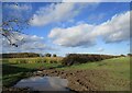 Muskham Wood and field of maize