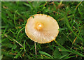 Fungus near Maidencombe