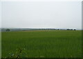 Cereal crop near Hill Farm