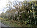 Silver birch trees and chalk cliffs