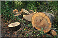 SX9364 : Timber by the footpath by Derek Harper