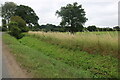 Field by Lower Stock Road, West Hanningfield