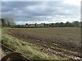 Emerging crop east of Bearsbrook