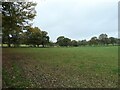 Trees along a field boundary, north of the B5207