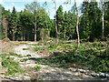 Forestry in Wephurst Wood