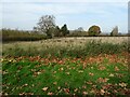 Field near Bosbury