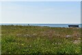 Coastal grasses