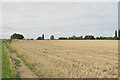 Harvested field near Moreton