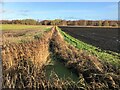 TL1989 : Reed filled dike near Holme Fen by Richard Humphrey