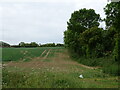 Crop field and hedgerow 