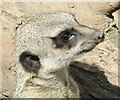 SY2798 : Axe Valley Wildlife Park - Meerkat by Colin Smith