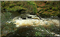 Rapids on River Erme