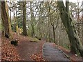 NT1452 : Steps in Catwalk Den Wood by Jim Barton