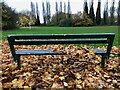 Bench with fallen leaves