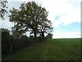 Field edge track, north of Highpark