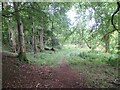 Path through Woodland