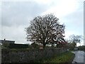 Tree by road junction south of Houndsmoor