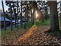 Trees along the southern edge of Brinton Park