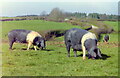 Wessex Saddlebacks, nr Horton, Gloucestershire 1990