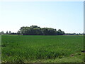 Cereal crop towards woodland