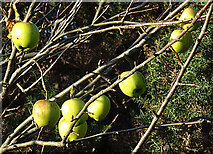 NJ1263 : Apples by Anne Burgess
