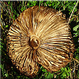 NJ1063 : Parasol Mushroom (Macrolepiotis procera) by Anne Burgess