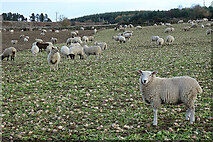 NJ1061 : Sheep and Neeps by Anne Burgess