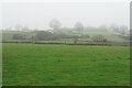 Misty fields by Highfields House Farm