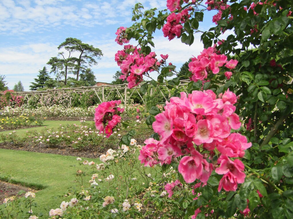 Polesden Lacey - Rose Garden © Colin Smith :: Geograph Britain And Ireland