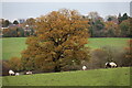 TQ3097 : Horses in Field as seen from Trent Park towards Vicarage Farm by Christine Matthews